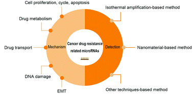 Graphical abstract: Cancer drug resistance related microRNAs: recent advances in detection methods
