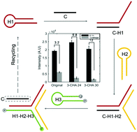 Graphical abstract: Improving the robustness of a catalyzed hairpin assembly with a three-arm nanostructure for nonenzymatic signal amplification