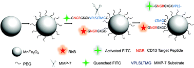 Graphical abstract: A ratiometric fluorescent probe based on peptide modified MnFe2O4 nanoparticles for matrix metalloproteinase-7 activity detection in vitro and in vivo