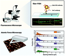 Graphical abstract: Single-molecule analysis of genome-wide DNA methylation by fiber FISH coupled with atomic force microscopy