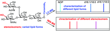 Graphical abstract: Structural characterization and analysis of different epimers of neutral glycosphingolipid LcGg4 by ion mobility spectrometry-mass spectrometry