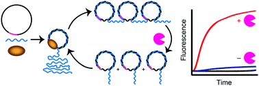 Graphical abstract: Rapid quantification of microRNA-375 through one-pot primer-generating rolling circle amplification