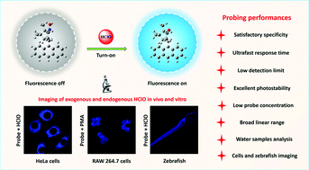 Graphical abstract: Rational design of a facile camphor-based fluorescence turn-on probe for real-time tracking of hypochlorous acid in vivo and in vitro