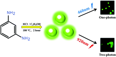 Graphical abstract: Ultra-bright carbon quantum dots for rapid cell staining