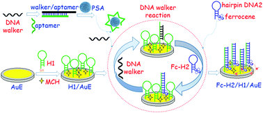 Graphical abstract: DNA walker-amplified signal-on electrochemical aptasensors for prostate-specific antigen coupling with two hairpin DNA probe-based hybridization reaction