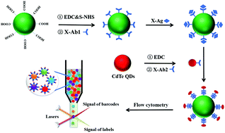 Graphical abstract: CdSe/ZnS quantum dot-encoded maleic anhydride-grafted PLA microspheres prepared through membrane emulsification for multiplexed immunoassays of tumor markers