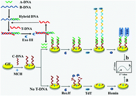 Graphical abstract: A label-free and ultrasensitive electrochemical biosensor for oral cancer overexpressed 1 gene via exonuclease III-assisted target recycling and dual enzyme-assisted signal amplification strategies