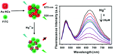 Graphical abstract: Gold nanocluster-based ratiometric fluorescent probe for biosensing of Hg2+ ions in living organisms