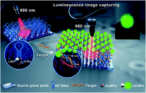 Graphical abstract: A facile visualized solid-phase detection of virus-specific nucleic acid sequences through an upconversion activated linear luminescence recovery process