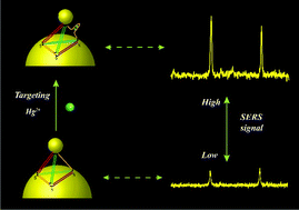 Graphical abstract: Tetrahedral DNA-directed core-satellite assembly as SERS sensor for mercury ions at the single-particle level