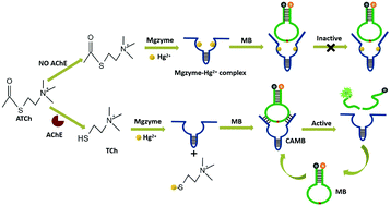 Graphical abstract: A sensitive fluorescence biosensor based on metal ion-mediated DNAzyme activity for amplified detection of acetylcholinesterase