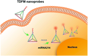 Graphical abstract: A designer DNA tetrahedron-based molecular beacon for tumor-related microRNA fluorescence imaging in living cells