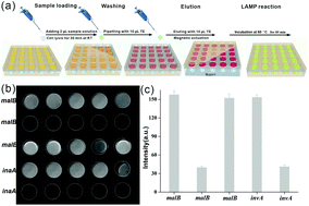 Graphical abstract: A magnet-actuated microfluidic array chip for high-throughput pretreatment and amplification and detection of multiple pathogens