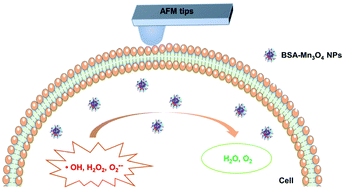 Graphical abstract: The protective effect of biomineralized BSA-Mn3O4 nanoparticles on HUVECs investigated by atomic force microscopy