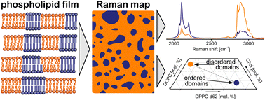 Graphical abstract: Coexistence of lipid phases in multilayer phospholipid films probed by Raman mapping