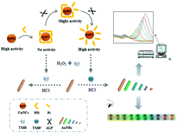 Graphical abstract: A multicolor biosensor for alkaline phosphatase activity detection based on the peroxidase activity of copper nanoclusters and etching of gold nanorods