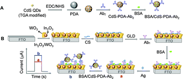 Graphical abstract: Photoelectrochemical sandwich immunoassay of CYFRA21-1 based on In2O3/WO3 type-II heterojunction and CdS quantum dots-polydopamine nanospheres labeling