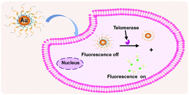 Graphical abstract: Fluorescence imaging of intracellular telomerase activity for tumor cell identification by oligonucleotide-functionalized gold nanoparticles