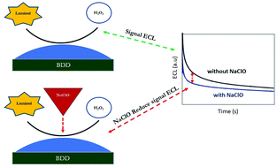 Graphical abstract: Electrogenerated chemiluminescence of luminol at a boron-doped diamond electrode for the detection of hypochlorite