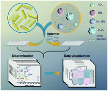 Graphical abstract: A plasmon resonance-inspired discriminator unscrambles lipoprotein subtypes