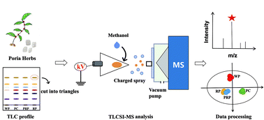 Graphical abstract: Rapid analysis of differential chemical compositions of Poria cocos using thin-layer chromatography spray ionization-mass spectrometry