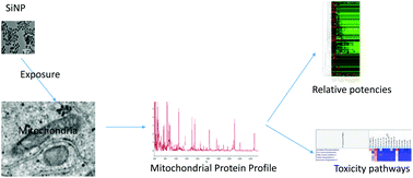 Graphical abstract: In vitro toxicity screening of amorphous silica nanoparticles using mitochondrial fraction exposure followed by MS-based proteomic analysis