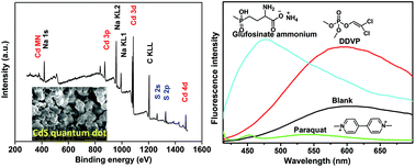 Graphical abstract: A highly selective and sensitive CdS fluorescent quantum dot for the simultaneous detection of multiple pesticides