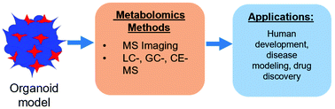 Graphical abstract: Metabolomics-based mass spectrometry methods to analyze the chemical content of 3D organoid models