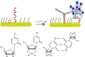 Graphical abstract: Cytidine-rich hydrogel as an electrochemical signal amplification strategy for microRNA detection