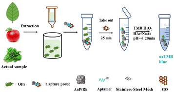 Graphical abstract: An aptamer and flower-shaped AuPtRh nanoenzyme-based colorimetric biosensor for the detection of profenofos