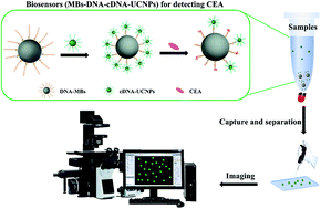 Graphical abstract: Aptamer-based biosensing through the mapping of encoding upconversion nanoparticles for sensitive CEA detection