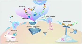 Graphical abstract: A rare monoclonal antibody discovery based on indirect competitive screening of a single hapten-specific rabbit antibody secreting cell