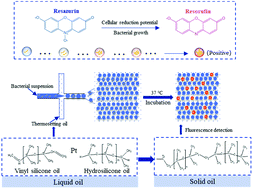 Graphical abstract: A large-scale pico-droplet array for viable bacteria digital counting and dynamic tracking based on a thermosetting oil