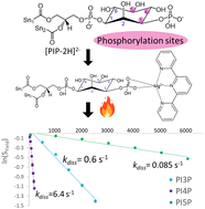 Graphical abstract: Structural elucidation and isomeric differentiation/quantitation of monophosphorylated phosphoinositides using gas-phase ion/ion reactions and dissociation kinetics
