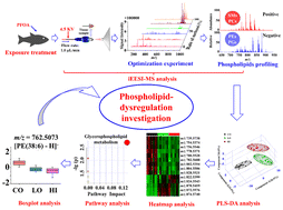Graphical abstract: Internal extractive electrospray ionization mass spectrometry for investigating the phospholipid dysregulation induced by perfluorooctanoic acid in Nile tilapia