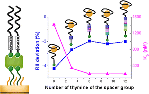 Graphical abstract: Conformational transition in SPR experiments: impact of spacer length, immobilization mode and aptamer density on signal sign and amplitude