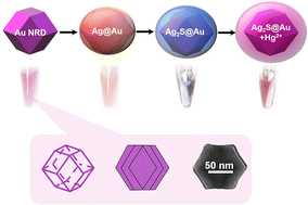 Graphical abstract: Capability of Au nano-rhombic dodecahedra in a label-free colorimetric assay: application in the determination of S2− and Hg2+