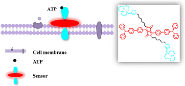 Graphical abstract: Cell-membrane-targeted near-infrared fluorescent probe for detecting extracellular ATP