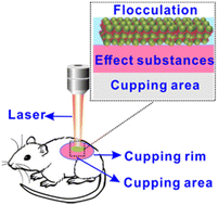 Graphical abstract: Insight into ultrasensitive and high-stability flocculation-enhanced Raman spectroscopy for the in situ noninvasive probing of cupping effect substances