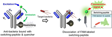 Graphical abstract: One-step immunoassay for the detection of food-poisoning related bacteria using a switching peptide