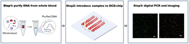 Graphical abstract: DCD-chip designed for the digital and ultraprecise quantification of copy number variation