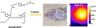 Graphical abstract: A near-infrared fluorescent long-chain fatty acid toward optical imaging of cardiac metabolism in living mice