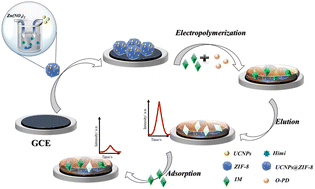 Graphical abstract: A novel electrochemiluminescence sensor based on a molecular imprinting technique and UCNPs@ZIF-8 nanocomposites for sensitive determination of imidacloprid