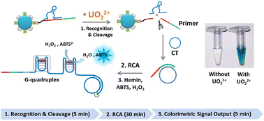 Graphical abstract: DNAzyme recognition triggered cascade signal amplification for rapid and highly sensitive visual detection of uranyl ions