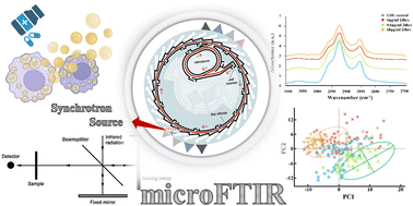 Graphical abstract: Detection of lipid efflux from foam cell models using a label-free infrared method