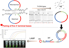 Graphical abstract: High-efficiency and high-fidelity ssDNA circularisation via the pairing of five 3′-terminal bases to assist LR-LAMP for the genotyping of single-nucleotide polymorphisms