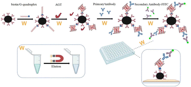 Graphical abstract: Fluorescence detection of the human angiotensinogen protein by the G-quadruplex aptamer