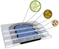 Graphical abstract: Biofabrication and characterization of multispecies electroactive biofilms in stratified paper-based scaffolds