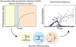 Graphical abstract: Positive feedback drives a secondary nonlinear product burst during a biphasic DNA amplification reaction