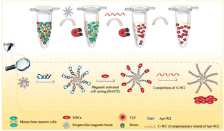 Graphical abstract: Nondestructive isolation of mesenchymal stem cells from bone marrow using DNA aptamers